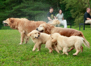 Private Golden Retriever Experience (for up to 40 people)