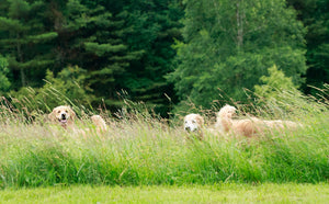 Private Wines and Wags Event (for up to 30 people)