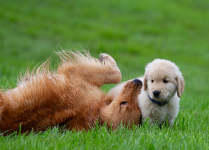 Golden Retriever Experience PLUS Puppies!