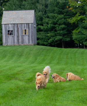 Golden Retriever Experience®
