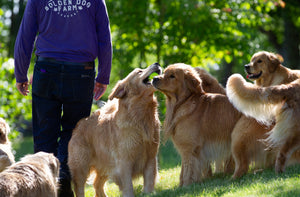 Golden Retriever Experience®