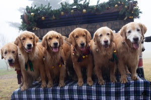 Candy Canes, Carols and Cuddles (with the Butternut Goldens!)
