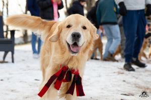 Candy Canes, Carols and Cuddles (with the Butternut Goldens!)