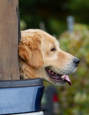 Private Golden Retriever Experience (for up to 40 people)