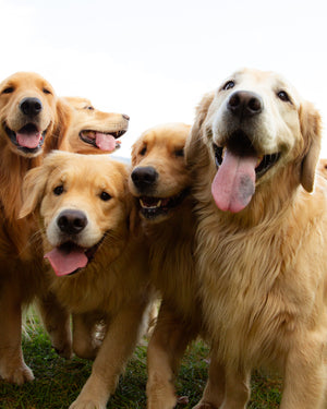 Golden Retriever Experience™ Gift Certificate Package