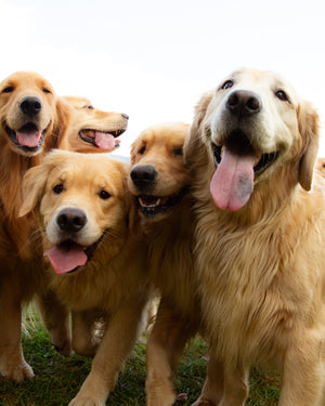 Golden Retriever Experience® 2026 Gift Certificate Package