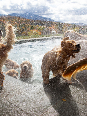 Golden Retriever Experience® 2026 Gift Certificate Package