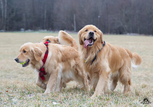 Candy Canes, Carols and Cuddles (with the Butternut Goldens!)