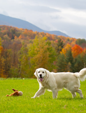 Wines and Wags