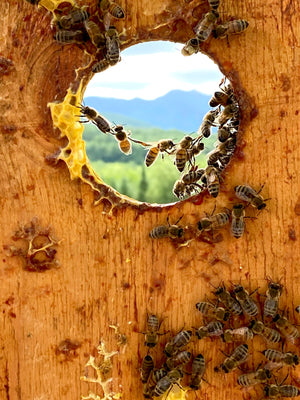 Private Bee Experience (up to 8 people)