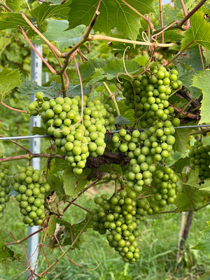 Private Sunset  Vineyard Wine Tasting
