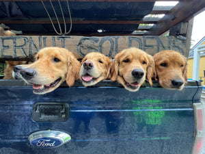 Golden Retriever Experience®