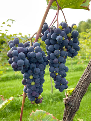Private Sunset  Vineyard Wine Tasting