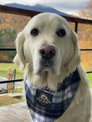 Golden Dog Farm x Vermont Flannel Dog Bandanas