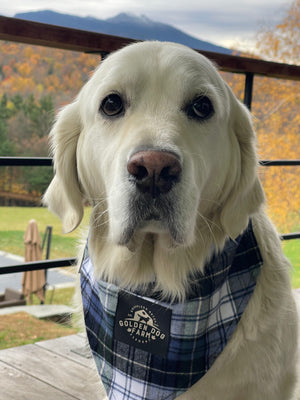 GDF Flannel Dog Bandana x Vermont Flannel