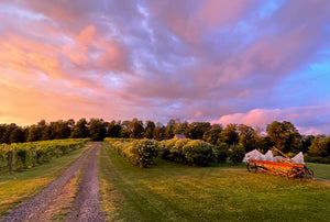 Private Sunset  Vineyard Wine Tasting