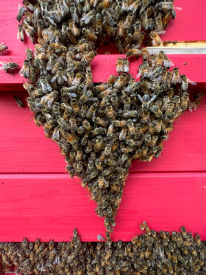 Private Bee Experience (up to 8 people)