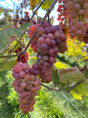 Private Sunset  Vineyard Wine Tasting