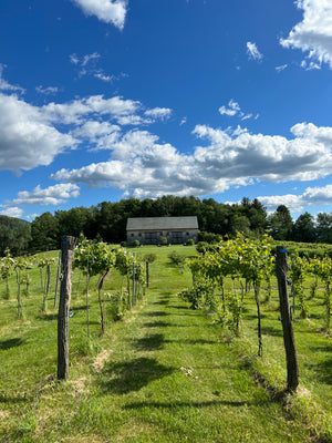 Private Sunset  Vineyard Wine Tasting