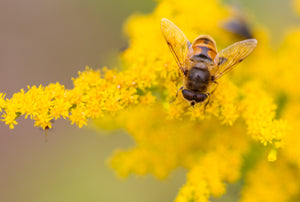 Raw Vermont Honey