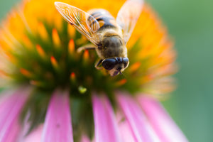Raw Vermont Homestead Honey