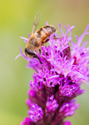 Raw Vermont Honey