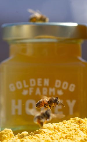 Raw Vermont Homestead Honey