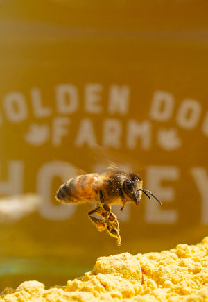Raw Vermont Homestead Honey