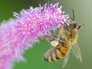 Raw Vermont Homestead Honey