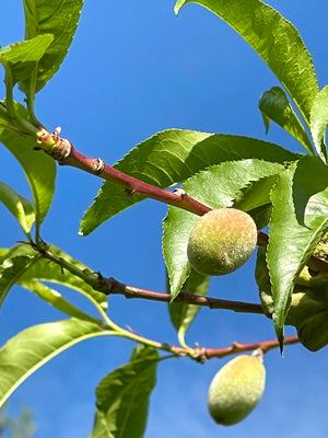 General Farm Tour - Bees and Maple Trees