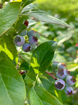 General Farm Tour - Bees and Maple Trees