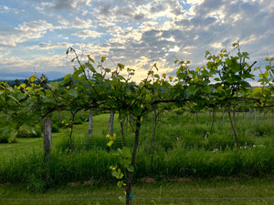 General Farm Tour - Bees and Maple Trees