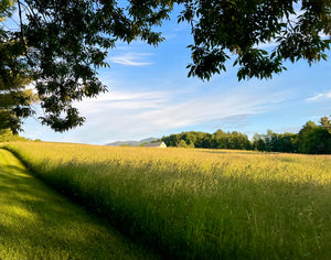 General Farm Tour - Bees and Maple Trees