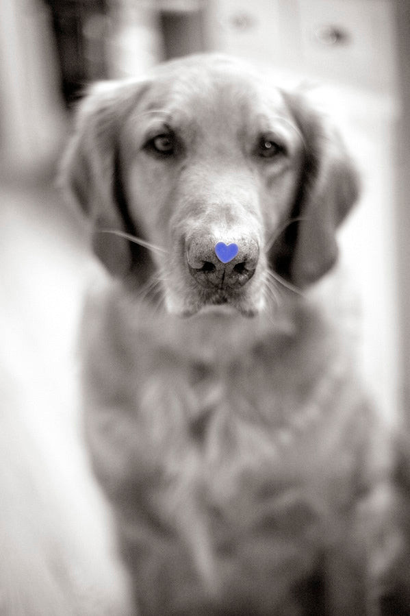 Divine Provenance: Single-Tree Maple Syrup