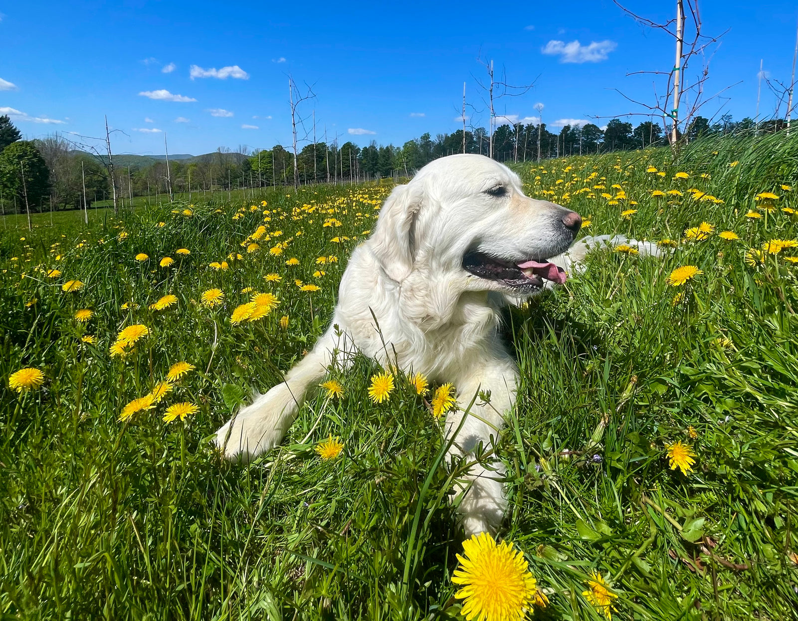 The Much-Maligned Dandelion