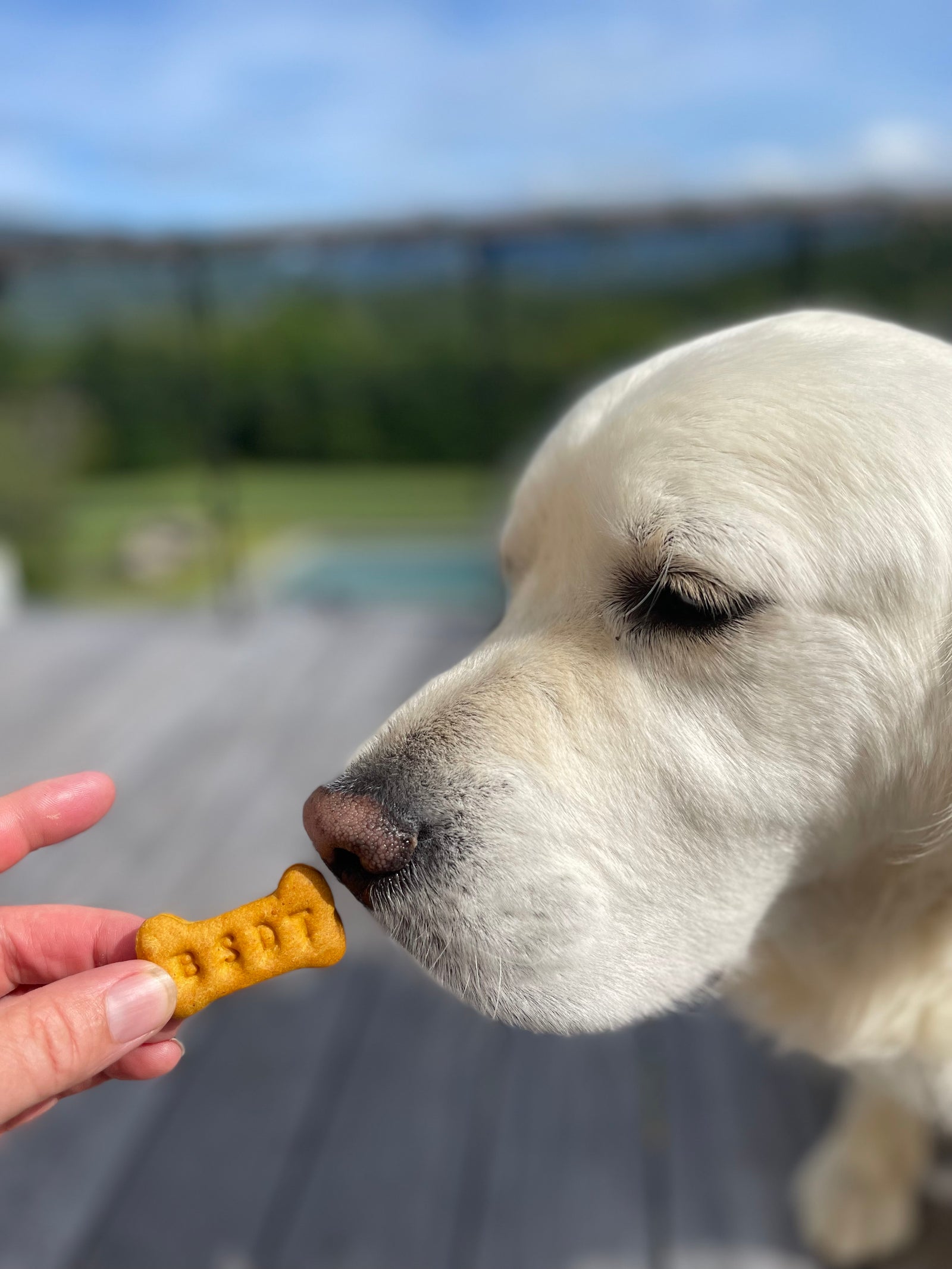 Dewey patiently waiting to grab a Bellcate School Dog Treat.