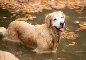 Brushstrokes of Happiness:  A Golden Retriever Focused Painting Retreat 8/25-8/27