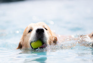 Brushstrokes of Happiness:  A Golden Retriever Focused Painting Retreat 8/25-8/27