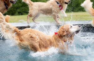 Brushstrokes of Happiness:  A Golden Retriever Focused Painting Retreat 8/25-8/27