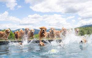 Brushstrokes of Happiness:  A Golden Retriever Focused Painting Retreat 8/25-8/27