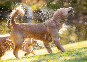 Brushstrokes of Happiness:  A Golden Retriever Focused Painting Retreat 8/25-8/27