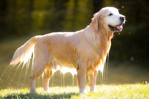 Brushstrokes of Happiness:  A Golden Retriever Focused Painting Retreat 8/25-8/27