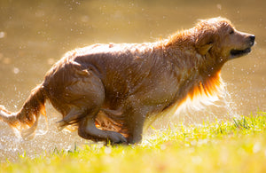 Brushstrokes of Happiness:  A Golden Retriever Focused Painting Retreat 8/25-8/27