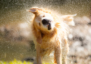 Brushstrokes of Happiness:  A Golden Retriever Focused Painting Retreat 8/25-8/27