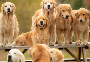 Brushstrokes of Happiness:  A Golden Retriever Focused Painting Retreat 8/25-8/27