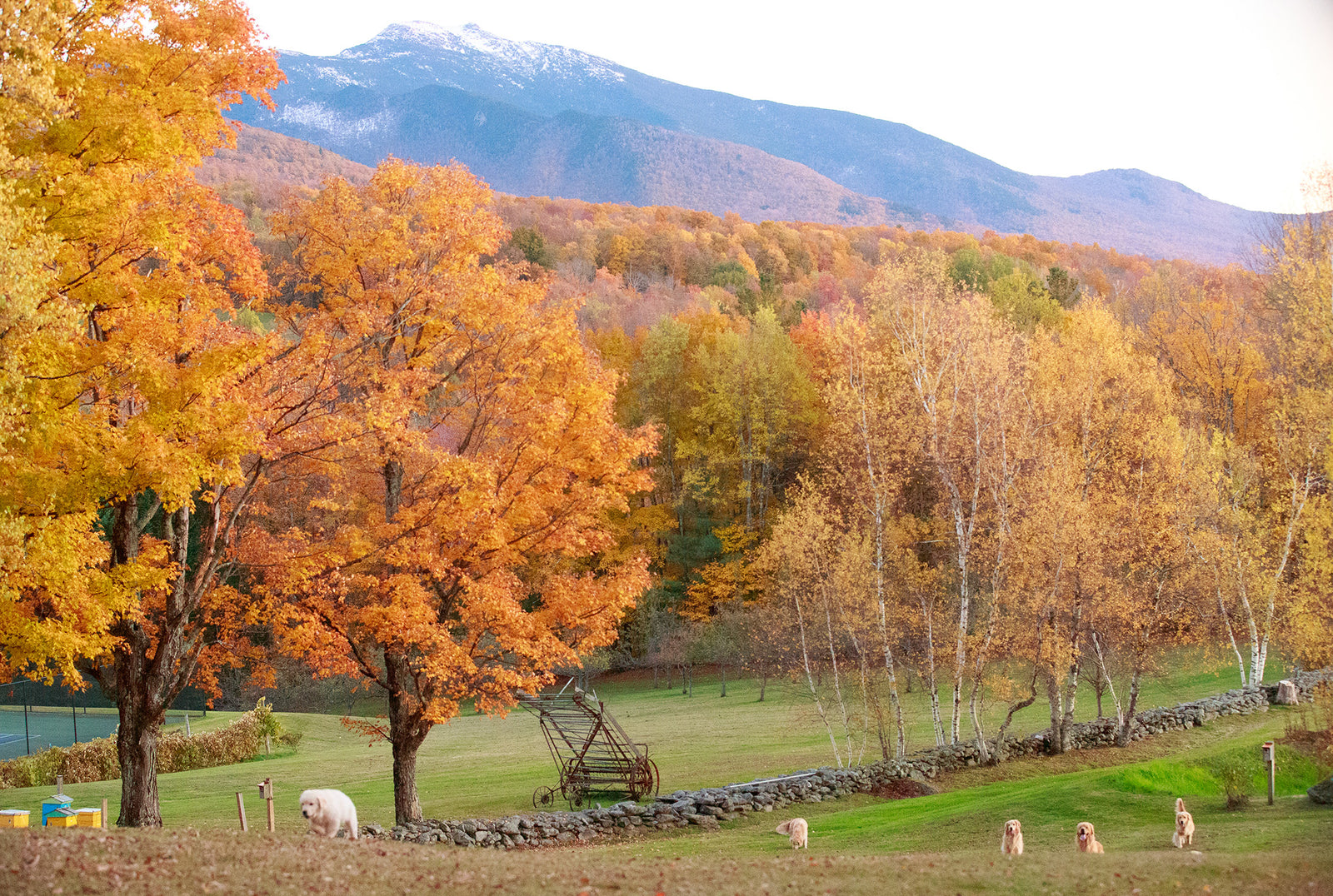 Sunday Morning Pancake Pup-Ups