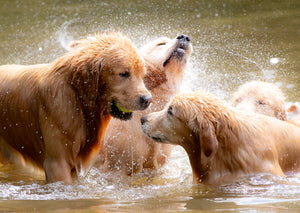Brushstrokes of Happiness:  A Golden Retriever Focused Painting Retreat 8/25-8/27