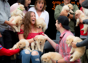 Golden Dog Farm Proposal Package