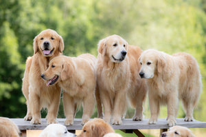 A Golden Evening and Fundraiser for the Morris Animal Foundation