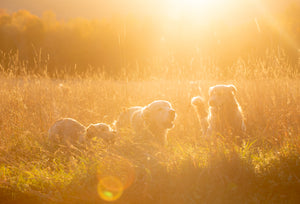 Brushstrokes of Happiness:  A Golden Retriever Focused Painting Retreat 8/25-8/27